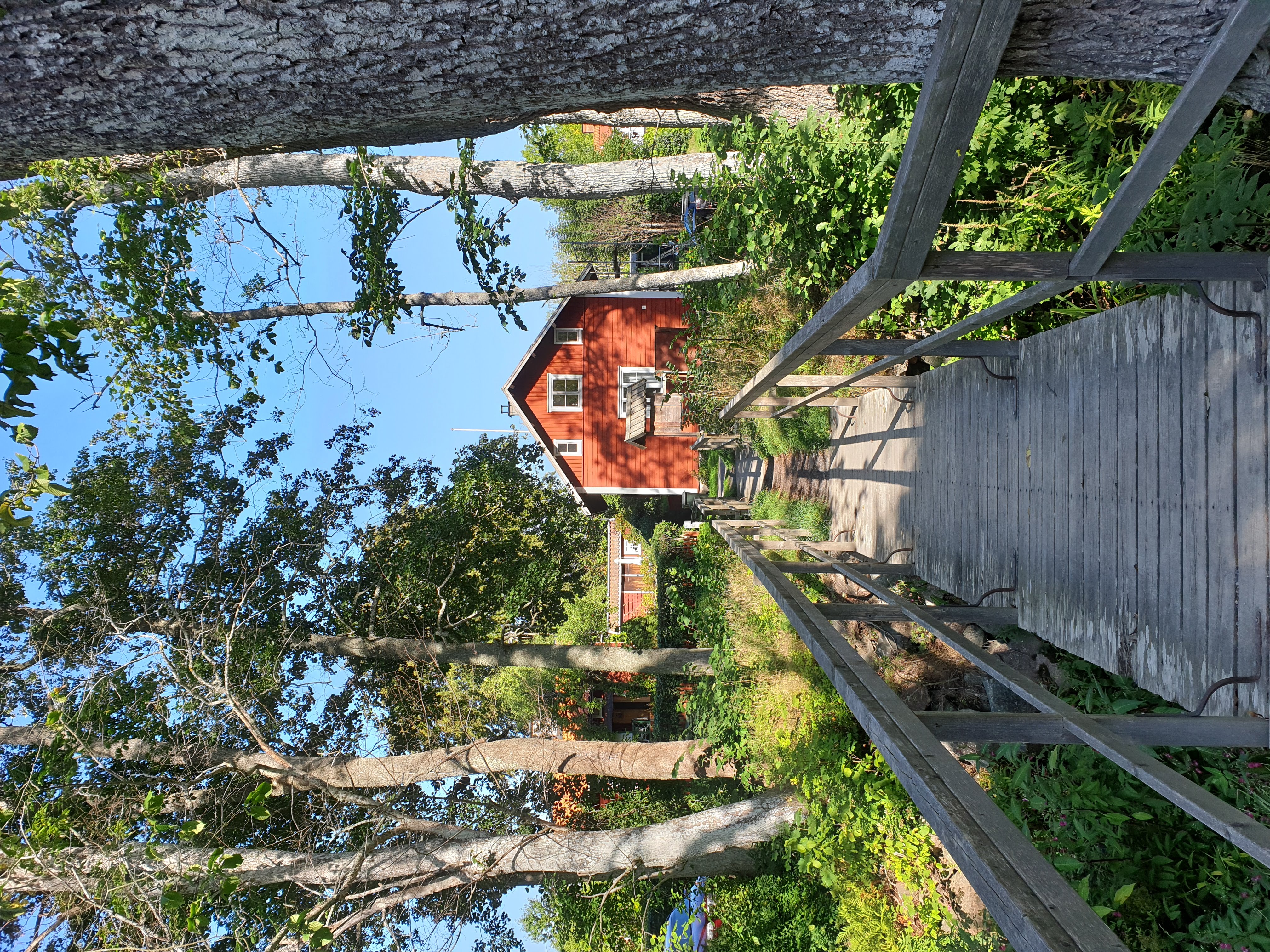 En röd stuga ligger inbäddad i en tallskog och nås via en vacker gångväg mellan höga träd · Sok aven: red cottages, red houses, falu red, cottage, cabin, forest, woods, pine forest, hiking, hike, trail, walking, summer, blue sky