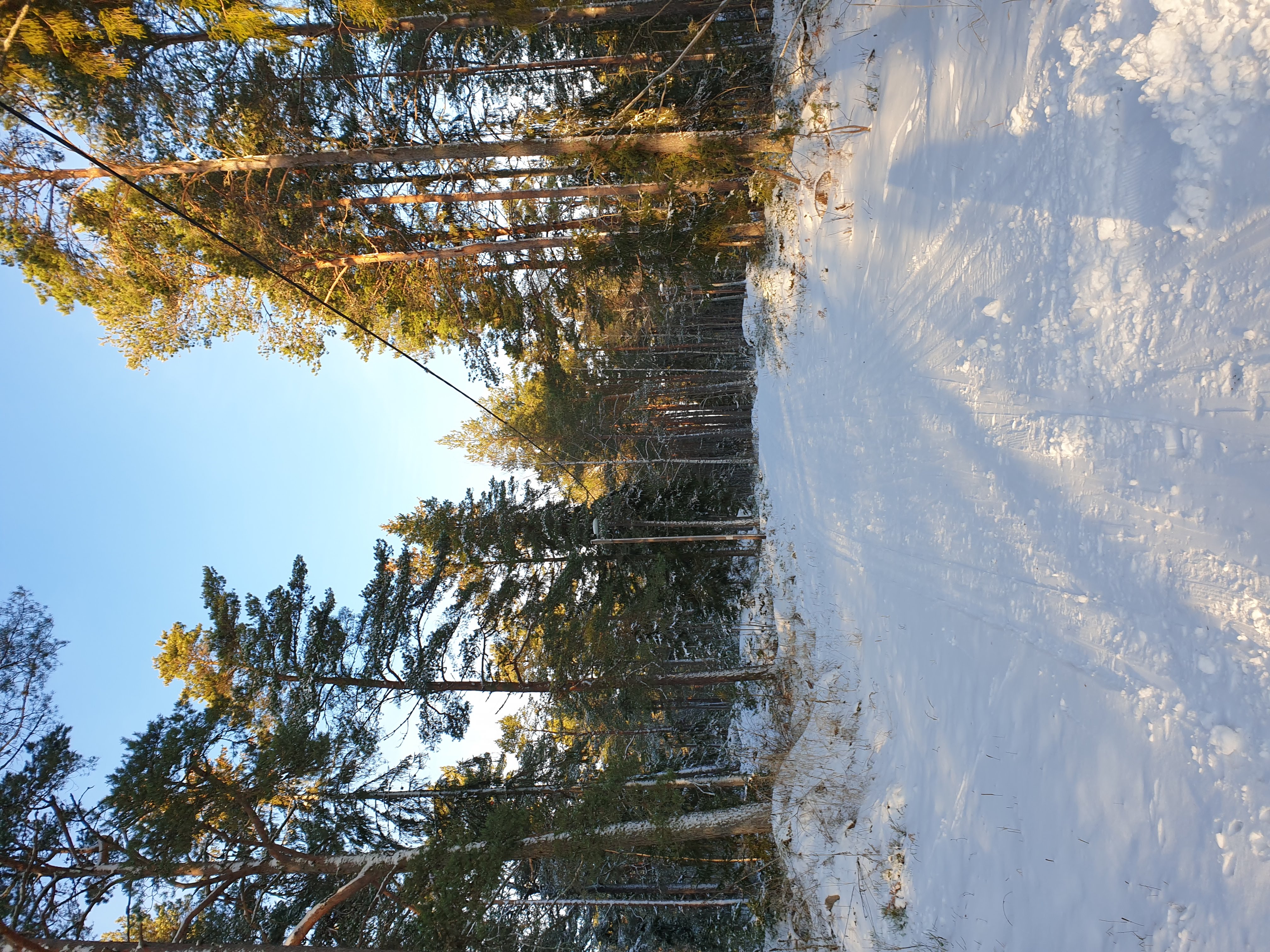 En snöig väg slingrar sig genom en tallskog i vinterljus · Sok aven: road, pine forest, forest, woods, snow, winter, sunrise, nature, panorama, view, vista, utsikt